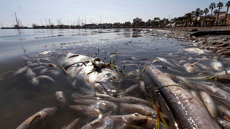 Más cerca - Prueba piloto para salvar el Mar Menor - Escuchar ahora 