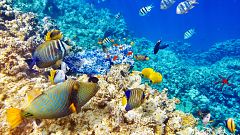 Españoles en la mar - Revitalización: acción colectiva para el océano - 08/06/22