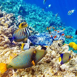 Españoles en la mar - Españoles en la mar - Revitalización: acción colectiva para el océano - 08/06/22 - escuchar ahora