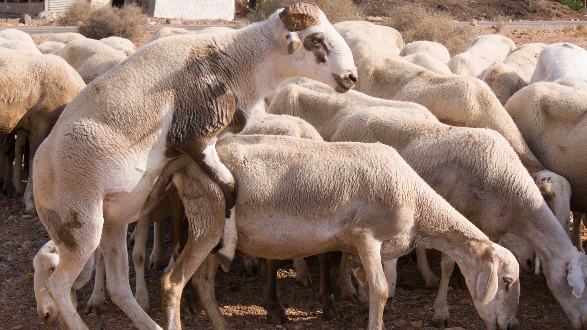 Hablemos de sexo&hellip; animal