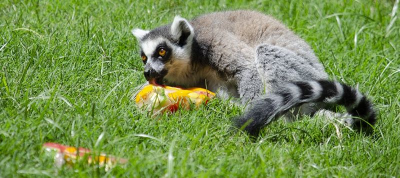 Cómo combaten el calor los animales del Bioparc - 15/06/22 - Escuchar ahora