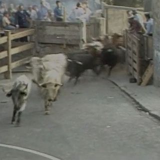 San Fermín 1984, 10 de julio: "Vuelve a cebarse con él"