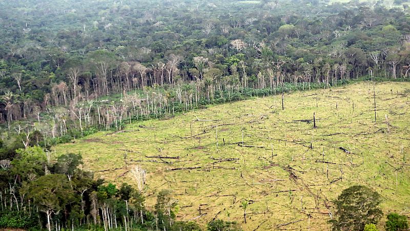 Cinco Continentes - La deforestación: ¿hace la UE lo suficiente para combatirla? - Escuchar ahora