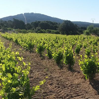 Reportajes RNE - Cuando el campo se hace arena - Escuchar ahora