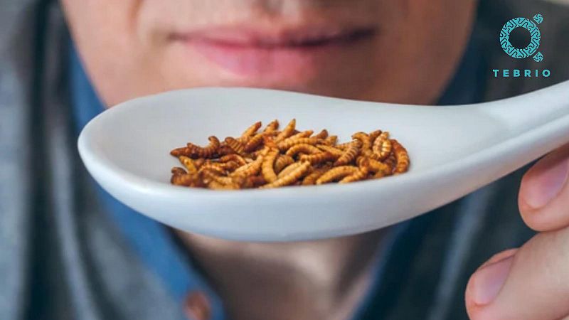 Marca España - Insectos, la alternativa al desabastecimiento alimentario - 24/06/22 - escuchar ahora