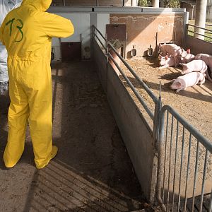 Mundo rural - Mundo rural - Peste porcina africana - 24/06/22 - Escuchar ahora