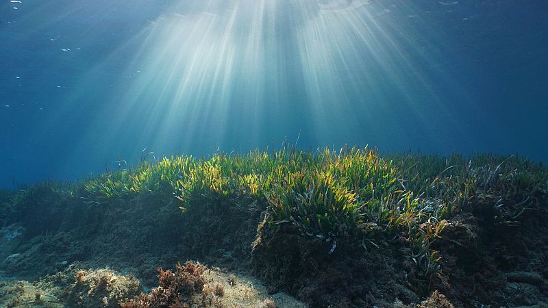 Más cerca - Pasar a la acción para salvar los mares - Escuchar ahora 
