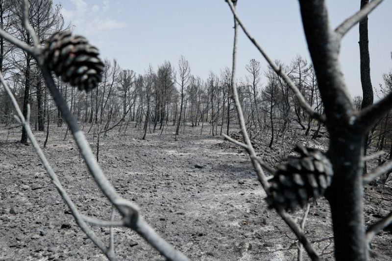 El incendio forestal de Venta del Moro está ya estabilizado - 07/07/22 - Escuchar ahora