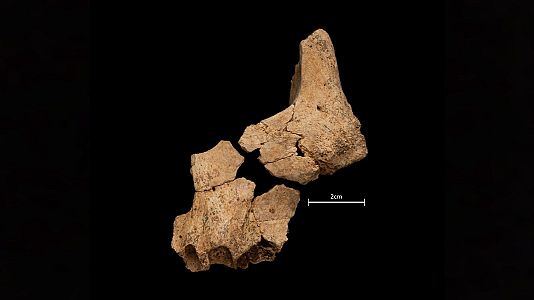 A hombros de gigantes - La cara del primer europeo y Atlas Celular Humano  - Escuchar ahora