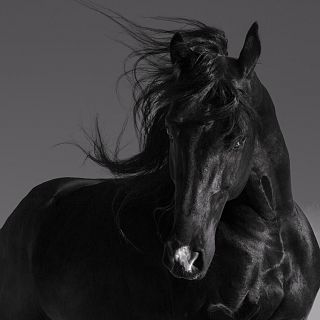 Caballo Prieto Azabache