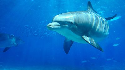 Las cuñas de RNE - Delfines: más de 9,5 millones habitan nuestros océanos, en 'Memoria de delfín - escuchar ahora