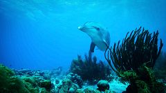 Memoria de delfín - Delfines: más allá de una memoria extraordinaria - 18/07/22
