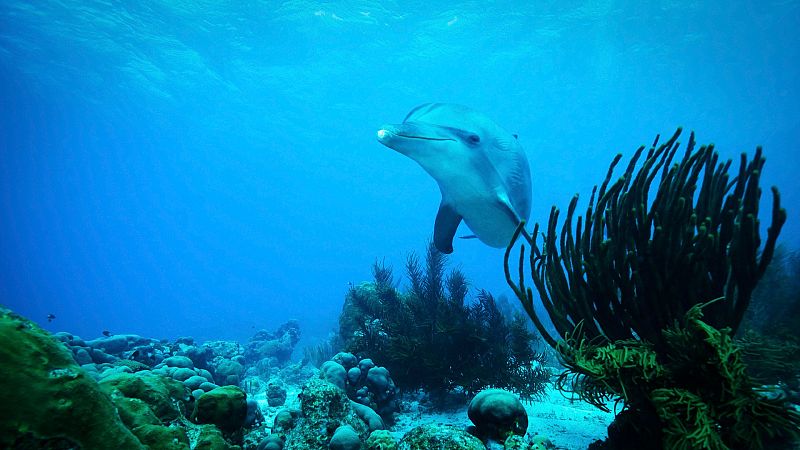 Memoria de delfín - Delfines: más allá de una memoria extraordinaria - 18/07/22 - escuchar ahora