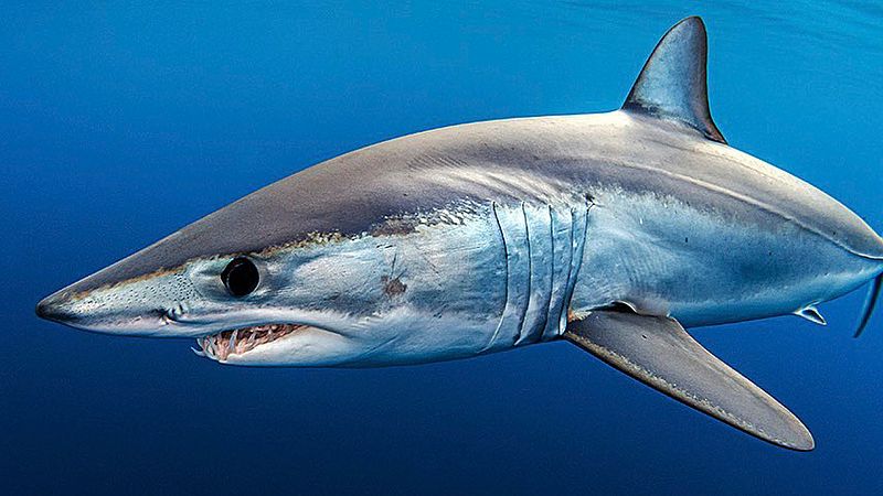 Cinco Continentes - La pesca industrial amenaza a los tiburones - Escuchar ahora