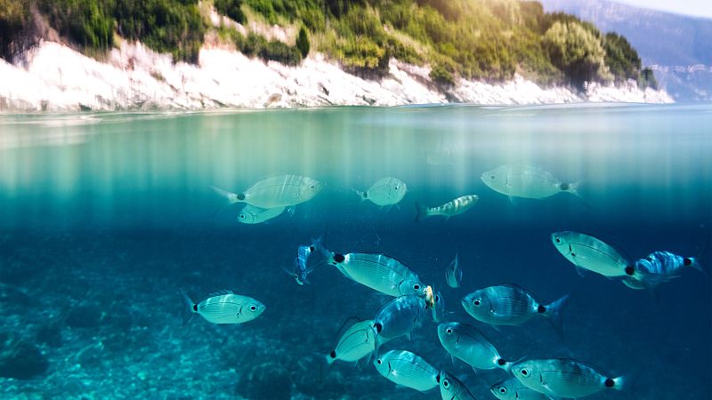 Más cerca - El Mediterráneo está cinco grados más caliente de lo normal - Escchar ahora 