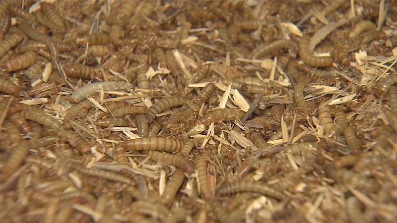 El gallo que no cesa - Descubrimos una granja de insectos: ¿la comida del futuro? - Escuchar ahora