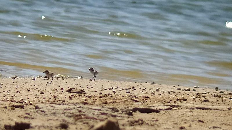 Por tres razones - Poner la toalla en otro sitio puede salvar al chorlitejo -  Escuchar ahora
