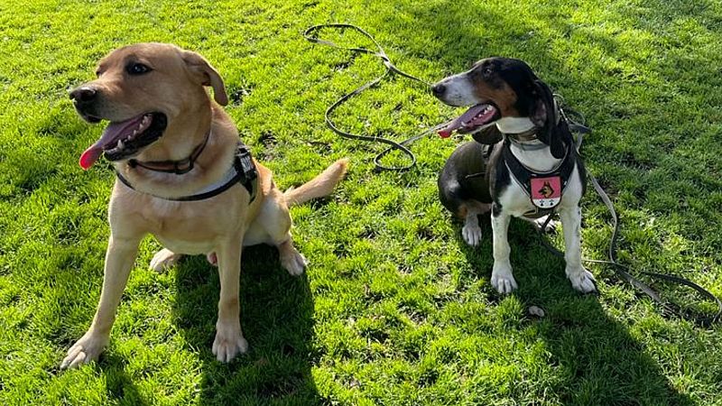 Más cerca - Un día con la unidad de guías caninos de la Policía Nacional - Escuchar ahora