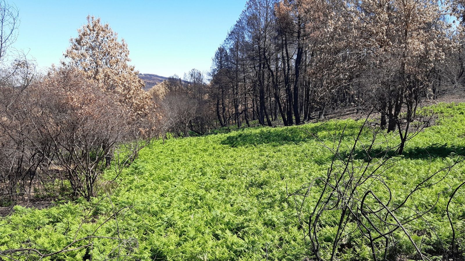 Las Mañanas de RNE con Íñigo Alfonso - Reforestación tras un incendio: "Hay alguna vegetación que rebrota, pero si el bosque es joven podemos perder la posibilidad de perpetuación" - Escuchar ahora