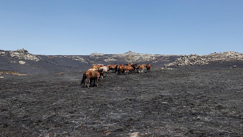 14 horas - Un año del incendio en Navalacruz: "Llevamos un año sin poder pasar por los caminos" - Escuchar ahora