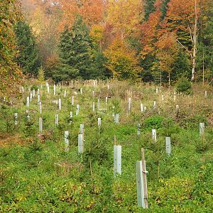 Reportajes en Radio 5 - Reportajes en Radio 5 - Reforestación - 25/08/22 - escuchar ahora