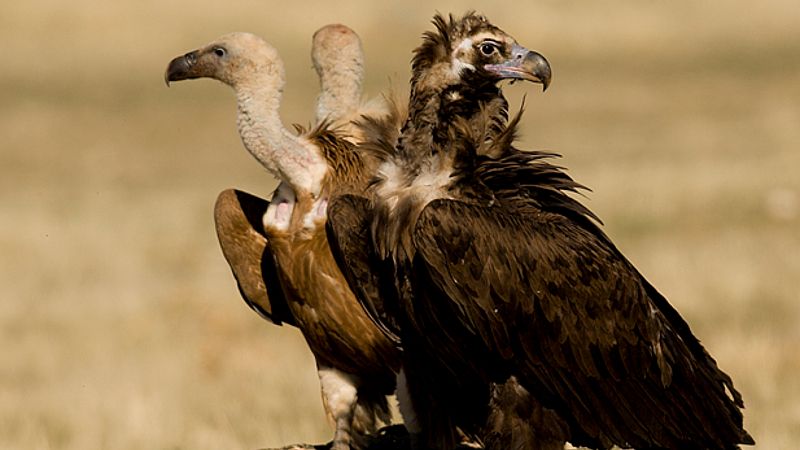 Por tres razones - Buitre negro: el ave carroñera más grande de Europa - Escuchar ahora