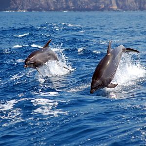 Vida verde - Vida verde - Vida salvaje en tierra y mar. Rewilding - 03/09/22 - escuchar ahora