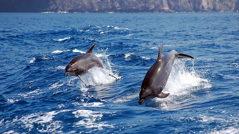 Vida verde - Vida salvaje en tierra y mar. Rewilding - 03/09/22 - escuchar ahora