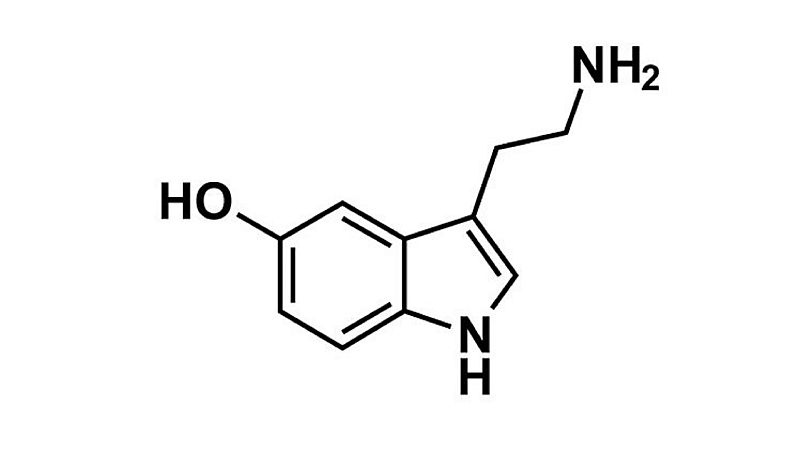 Cuando los elefantes sue�an con la m�sica - Serotonina - 13/09/22 - escuchar ahora