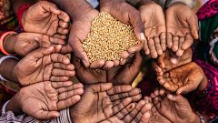 Más cerca - "De la seguridad alimentaria depende la seguridad mundial"