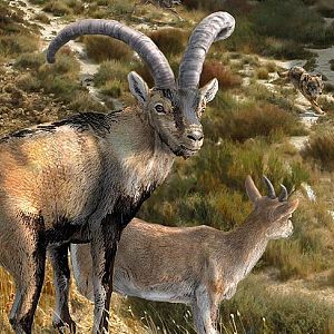 Vida verde - Vida verde - 'Rewilding Iberia' con implicación rural - 08/10/22 - escuchar ahora