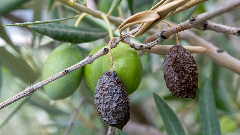 Las Mañanas de RNE - Las consecuencias de la sequía en el campo: menos cultivo y mayor incertidumbre - Escuchar ahora