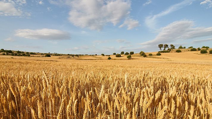 Longitud de onda - Lo que el campo cambia en nuestro cerebro - 07/10/22 - escuchar ahora