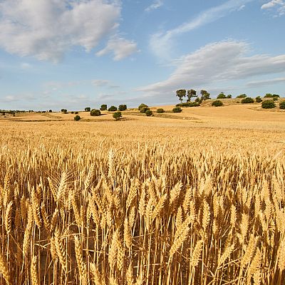 Longitud de onda - Lo que el campo cambia en nuestro cerebro - 07/10/22 - escuchar ahora