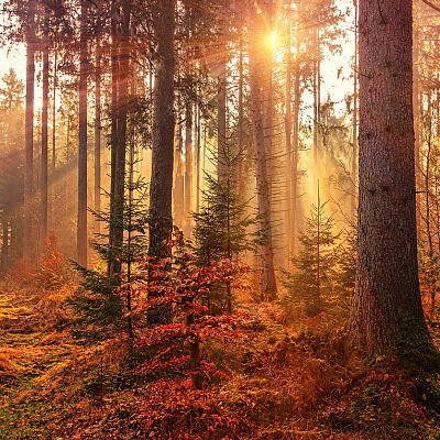 La hora azul - Haydn y el \"trabajoso\" otoño - 10/10/22 - escuchar ahora