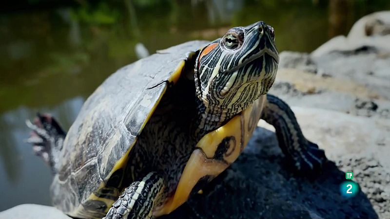 Alliberades sis noves tortugues al Baix Ter