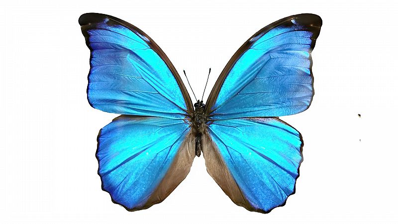 Más cerca - Piel de Mariposa: "El dolor está presente toda tu vida" - Escuchar ahora