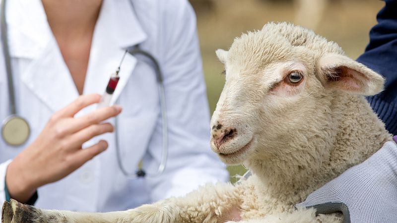 Mundo rural - Reaparición de la viruela ovina y caprina en España - 04/11/22 - Escuchar ahora