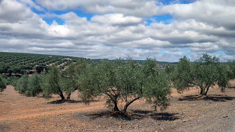 Más cerca - Sustainolive: olivar sostenible contra el cambio climático - Escuchar ahora 