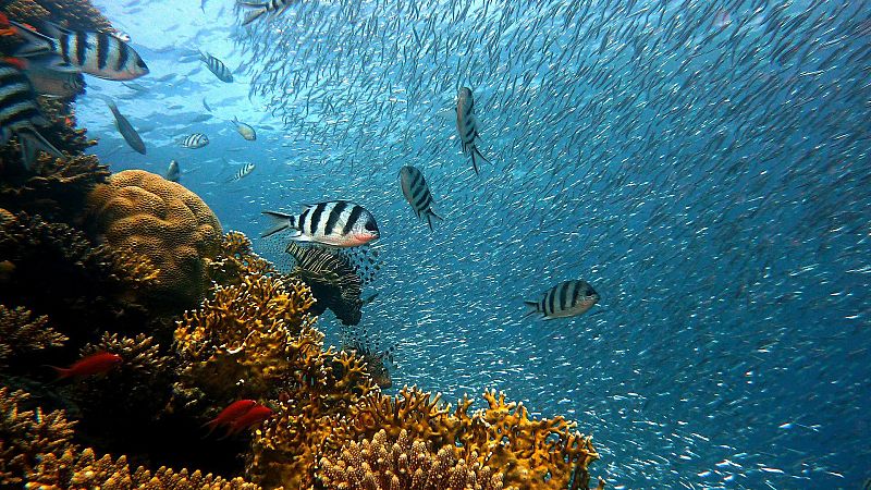 Españoles en la mar - La historia de la biodiversidad en animales marinos - 10/11/22 - escuchar ahora