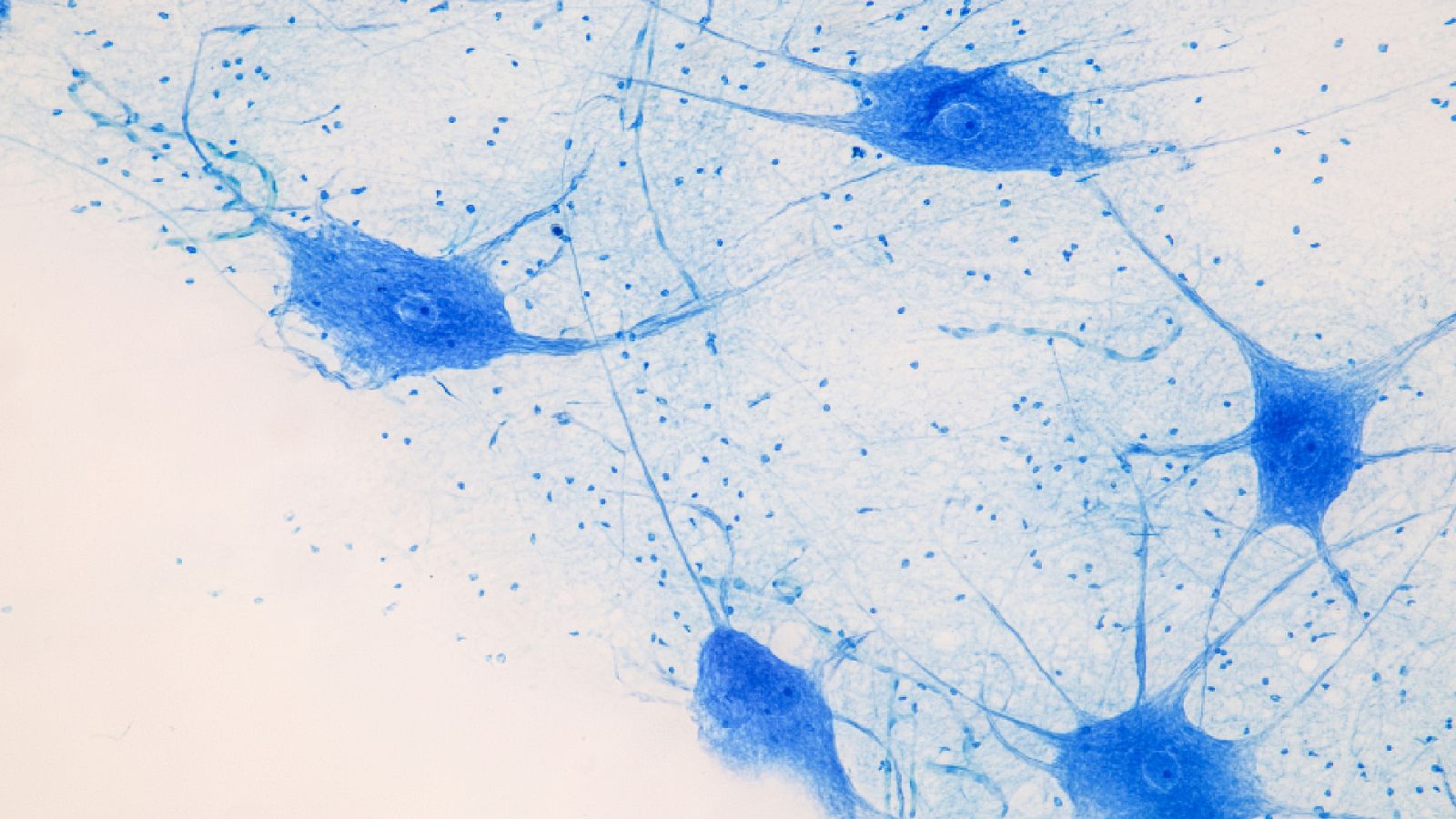 La aventura del conocimiento - Instituto Cajal - Escuchar ahora