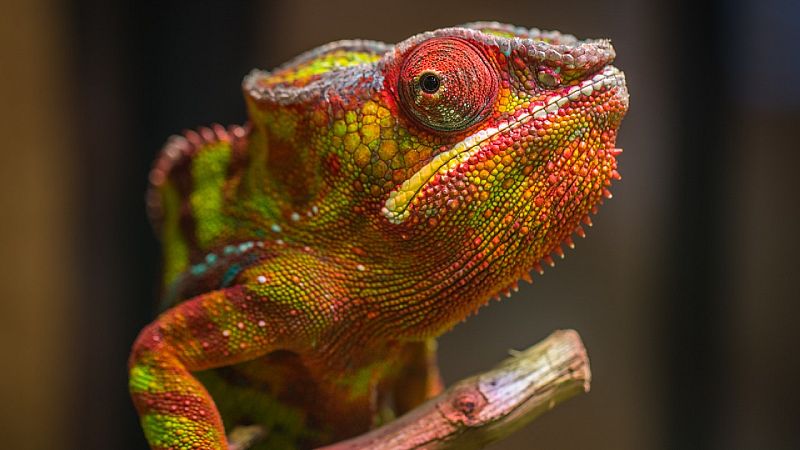 La ciencia que nos viene - De cosas de untar, camaleones y rayos X - Escuchar ahora
