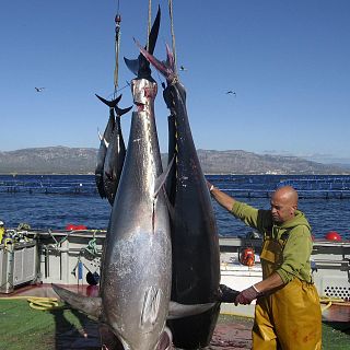 La pesca deportiva del atún rojo