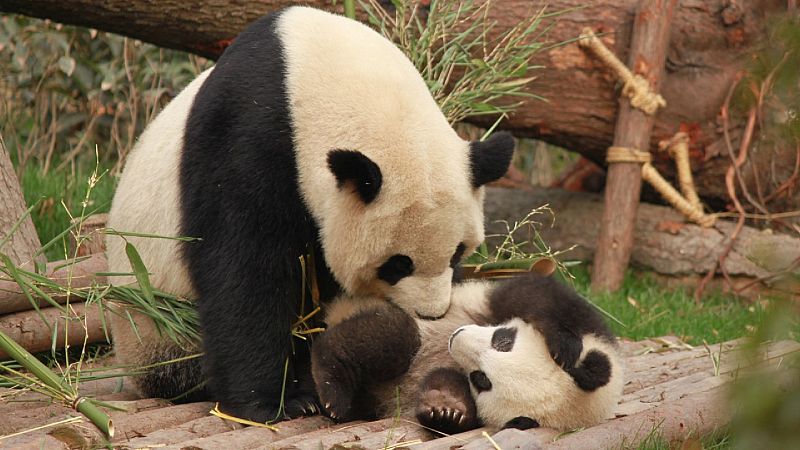 La ciencia que nos viene - Un d�a en el zoo - Escuchar ahora