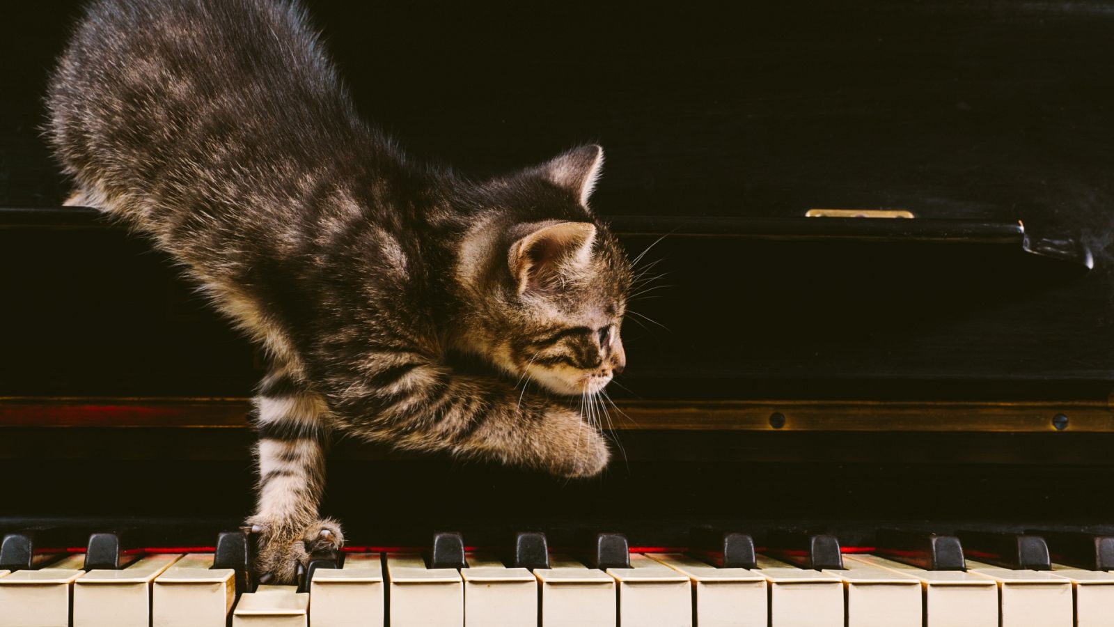 Por tres razones - Música inspirada en animales II - Escuchar ahora