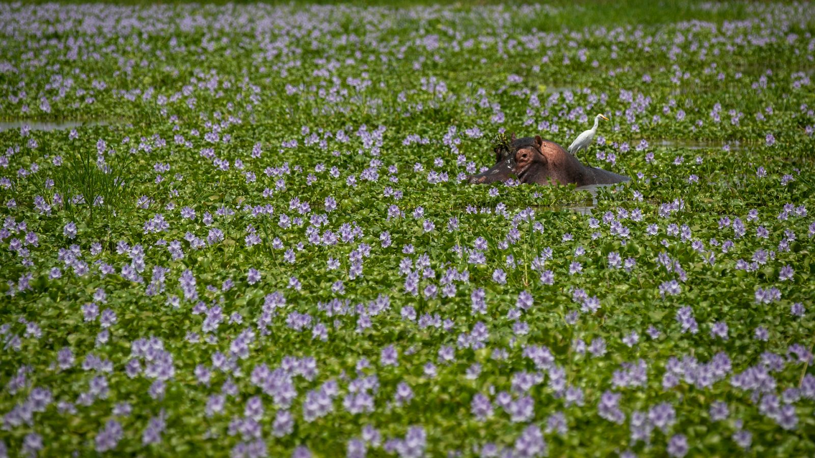 Cinco Continentes - El polémico oleoducto entre Uganda y Tanzania - Escuchar ahora