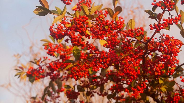 Ecos y consonancias - Pre-Navidad - 22/12/22 - escuchar ahora