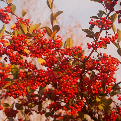 Ecos y consonancias - Pre-Navidad - 22/12/22 - escuchar ahora