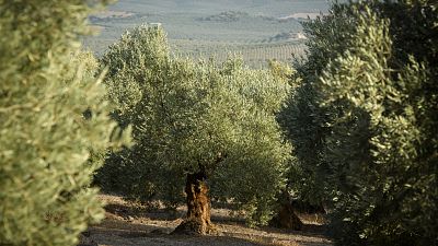 Las Maanas de RNE - Alberto Alfonso (Apadrinaunolivo.org): "Es necesaria una poltica real que incentive el medio rural" - Escuchar ahora