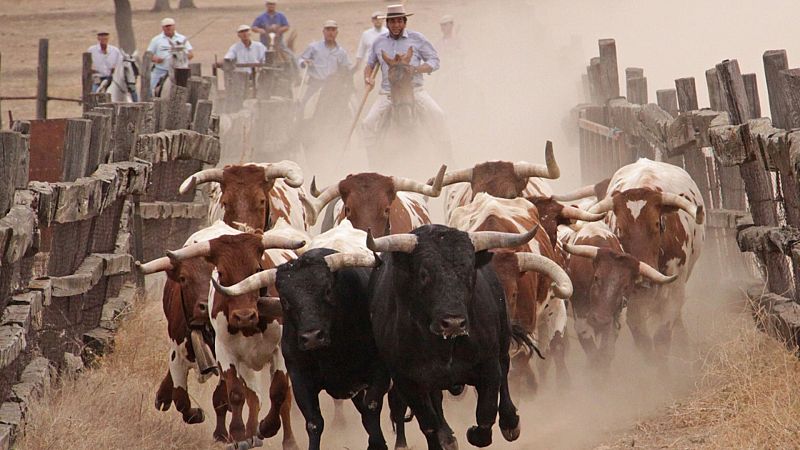 Espacio Toro - Paco Ureña, Miura, Flor de Jara, Illescas y Olivenza - Escuchar ahora